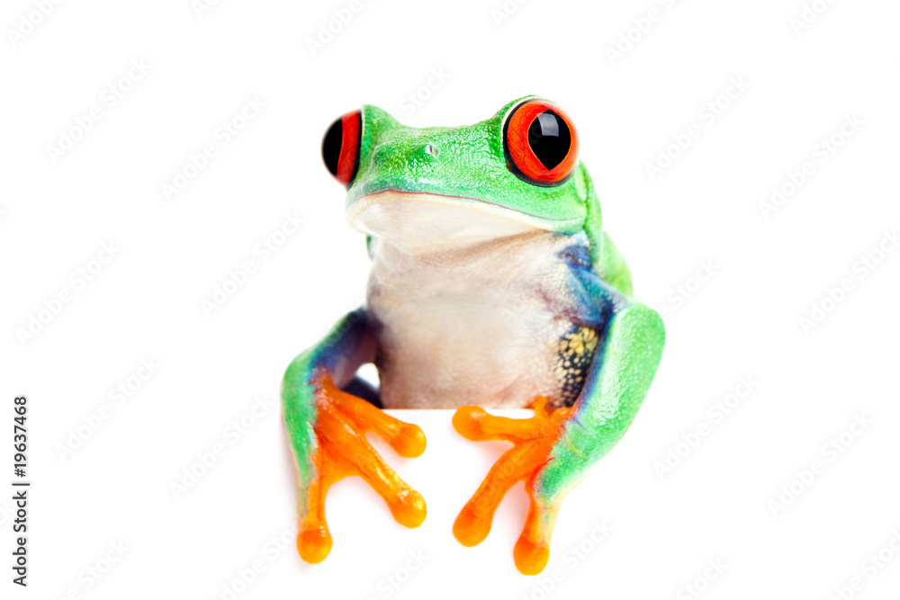 Naklejka premium frog isolated looking over edge