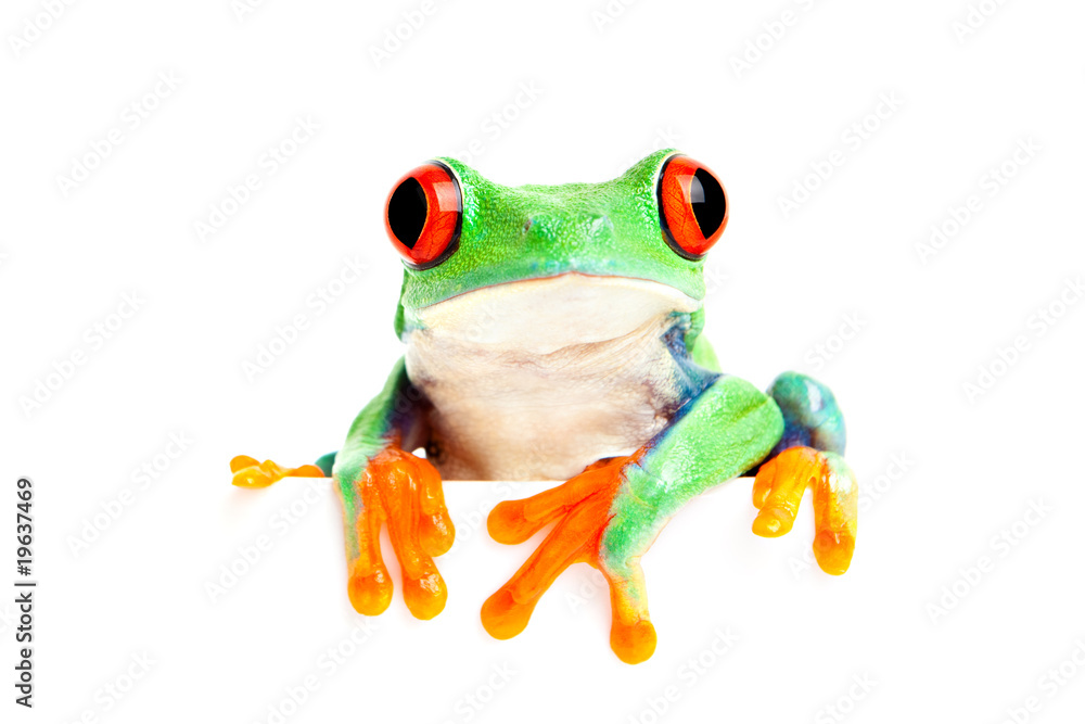 Obraz premium frog isolated on white for banner etc