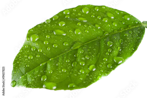Green leave