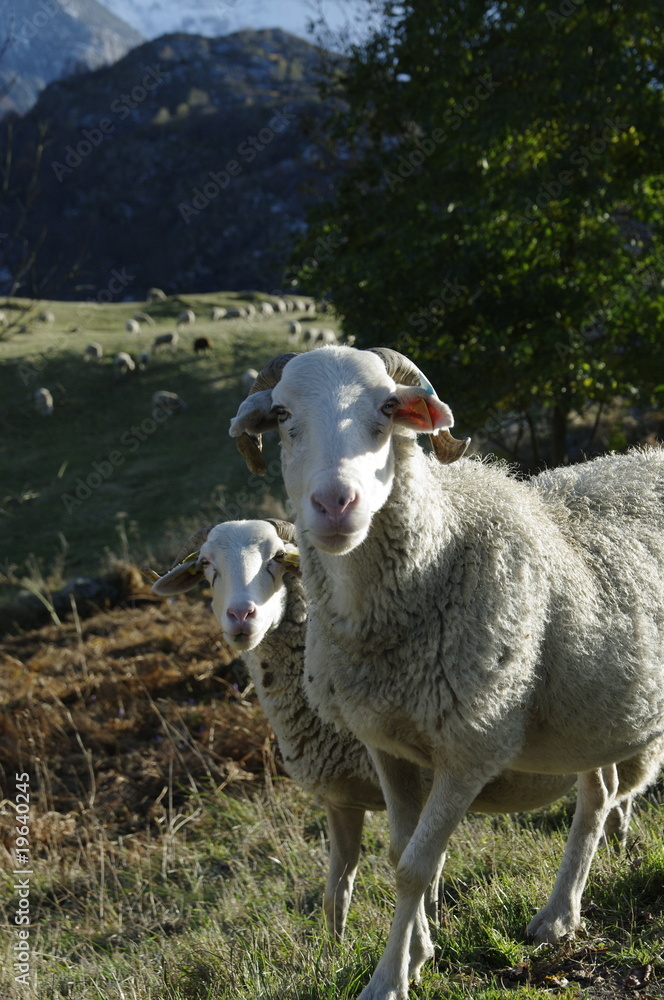 Obraz premium Moutons