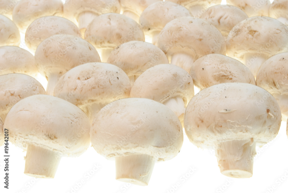 champignons isolated champignons isolated