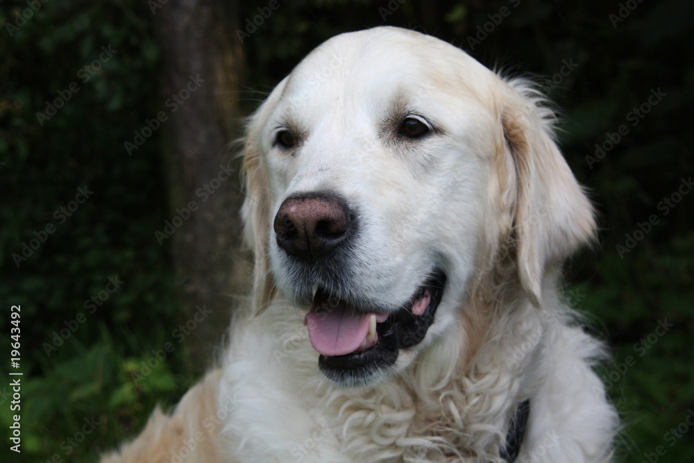 Cremefarbener Labrador Retriever Cremefarbener Labrador Retriever