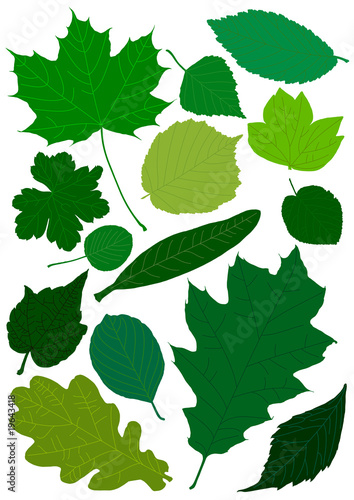 Spring leaves