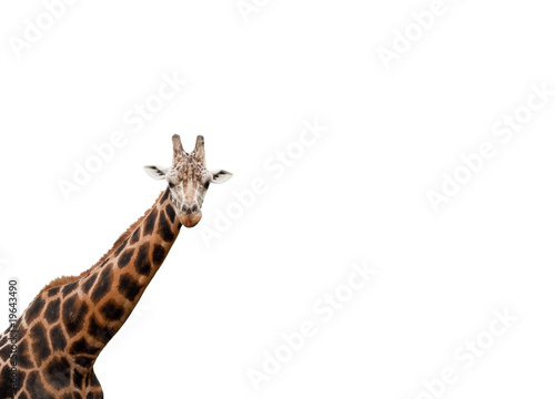 Fototapeta Naklejka Na Ścianę i Meble -  Giraffe freigestellt