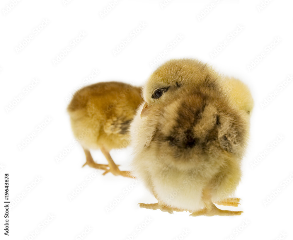 Fototapeta premium Easter Chicken isolated