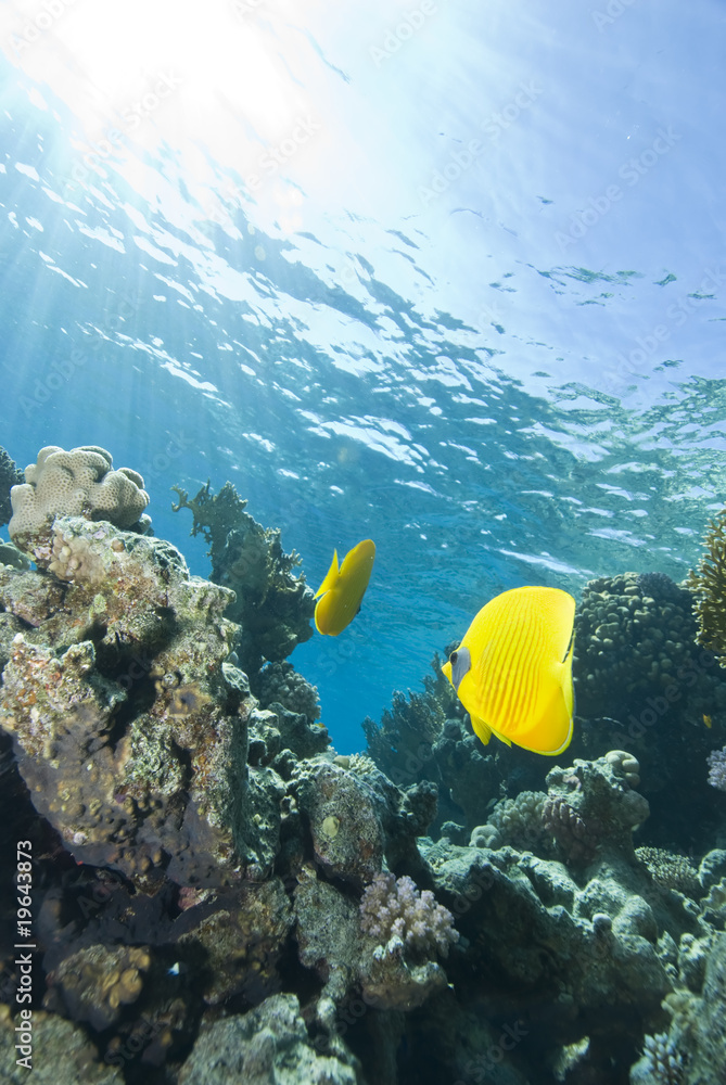 Naklejka premium Yellow tropical fsh