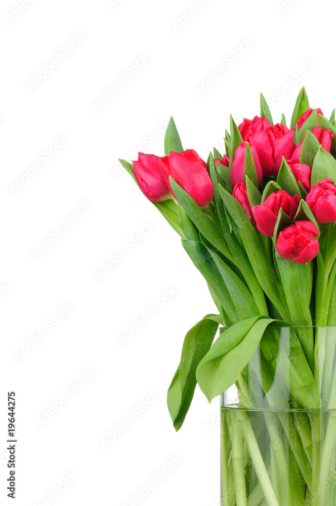 red tulips red tulips