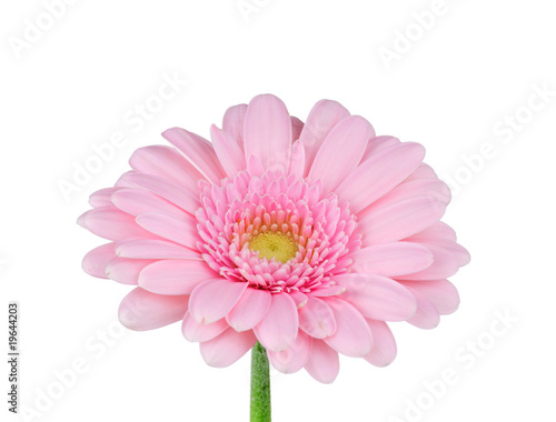 Gerber flower isolated on white