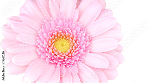 Gerber flower isolated on white. Macro