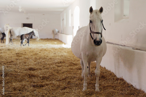 gravid white mare in stable
