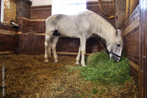 fodder white horses in stable photo