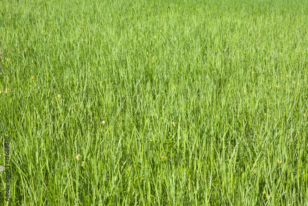 Grass background Grass background