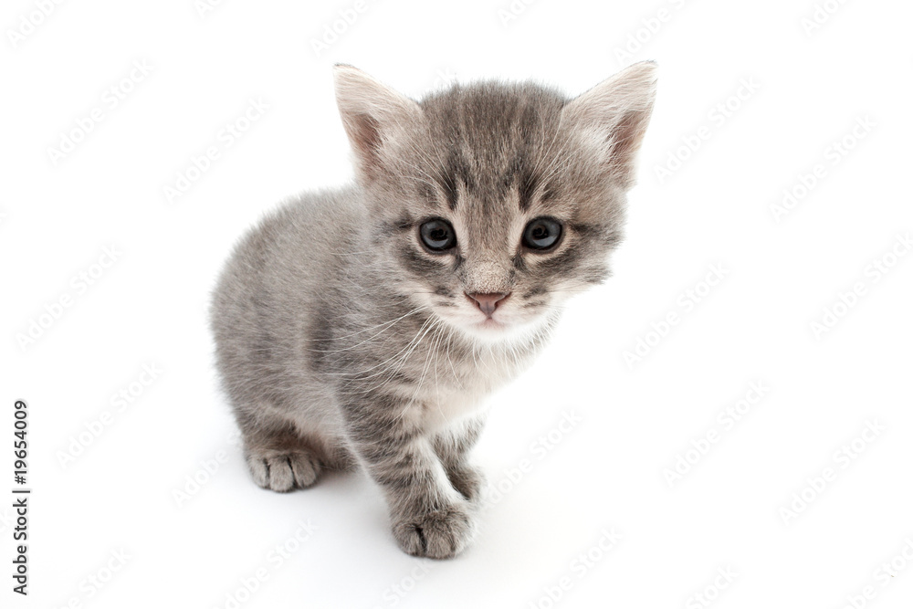 Obraz premium kitten