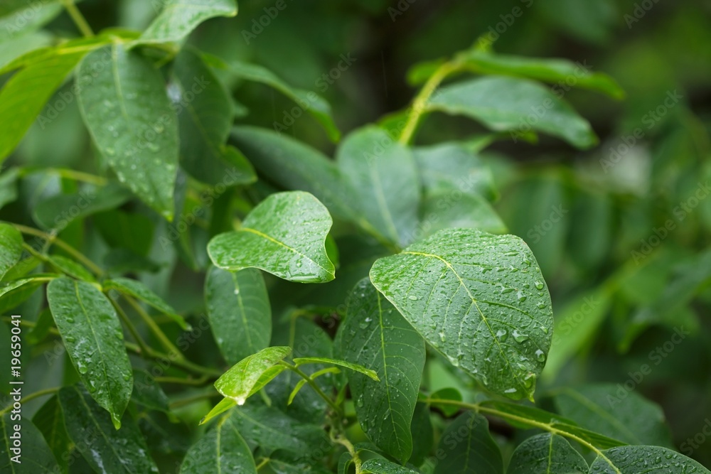 Leaves in rain Leaves in rain