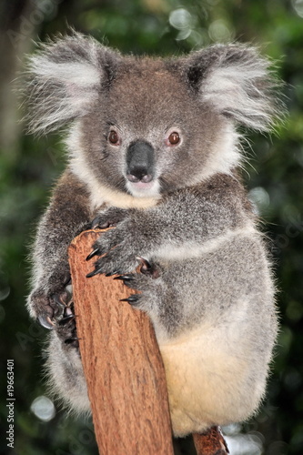 Fototapeta Naklejka Na Ścianę i Meble -  Koala sits on a tree