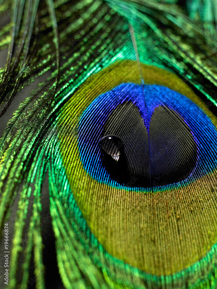Obraz premium Pfauenfeder 7