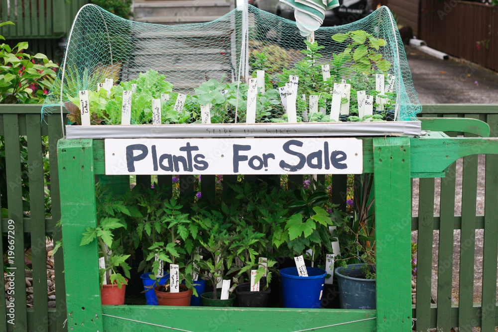 Obraz premium Plants for sale.