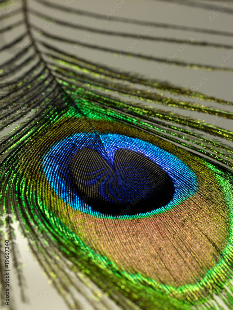 Obraz premium Pfauenfeder 11