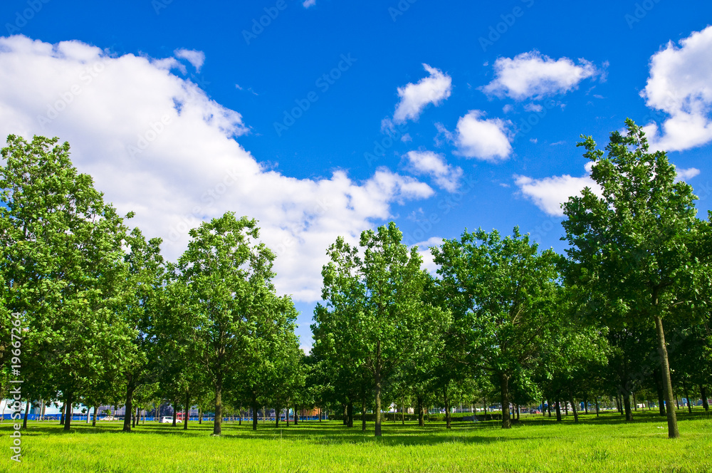City park with green grass and trees, and the blue sky