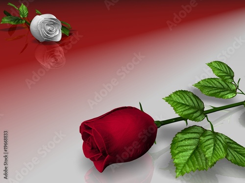 Roses red and blanching on white and red background