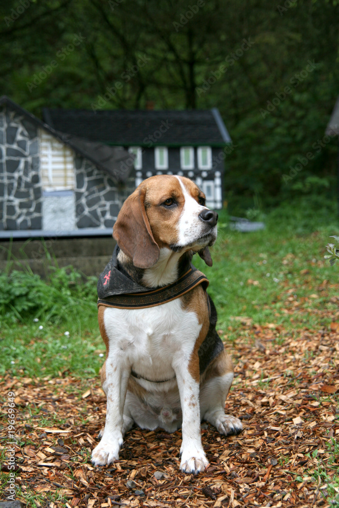 Beagle