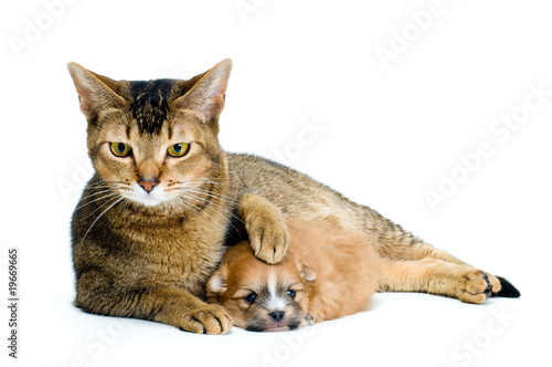 Puppy chihuahua with a cat