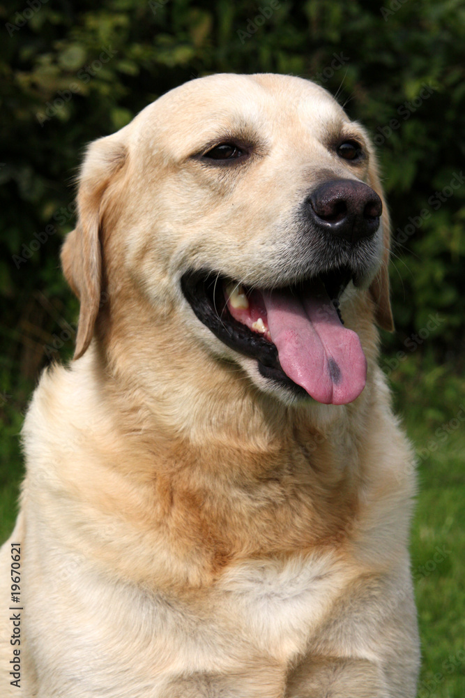 Cremefarbener Labrador Retriever