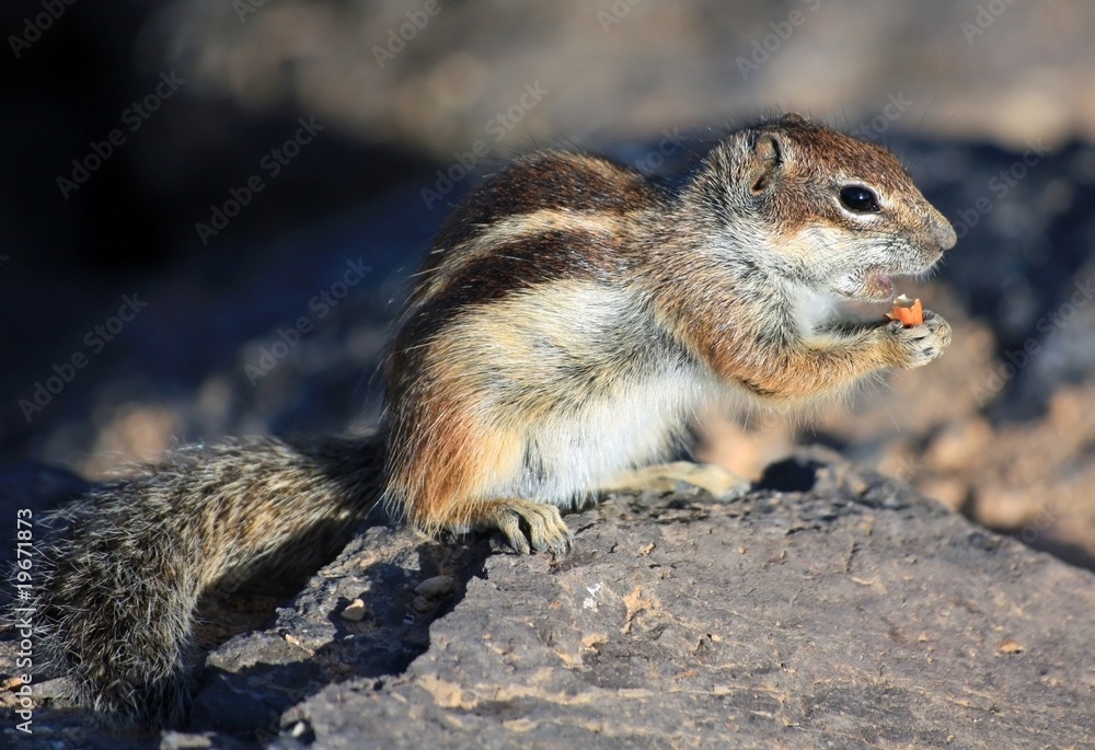 Fototapeta premium Ground squirrel