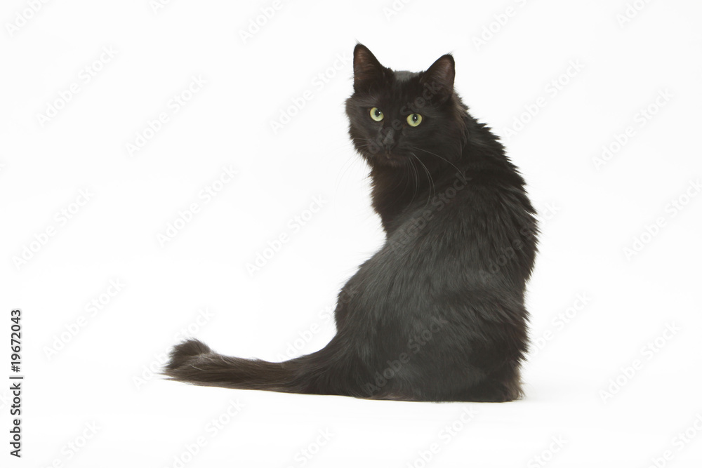 chat noir aux allures de star et au regard intimidant chat noir aux allures de star et au regard intimidant