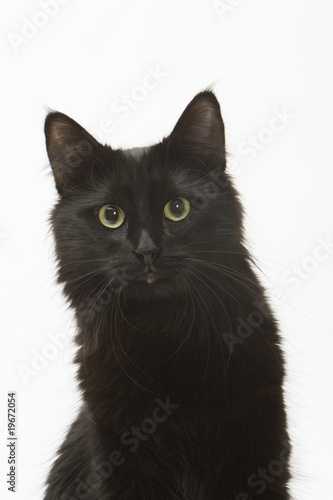 la chat noir compagnon du diable, porte malheur