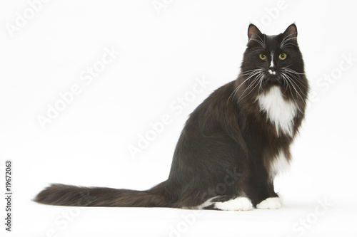 chat norvégien,assis de profil à l'air diabolique