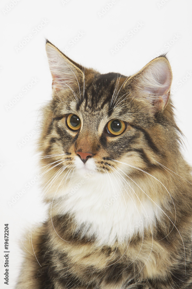 portrait de chat norvégien tête légèrement tournée portrait de chat norvégien tête légèrement tournée