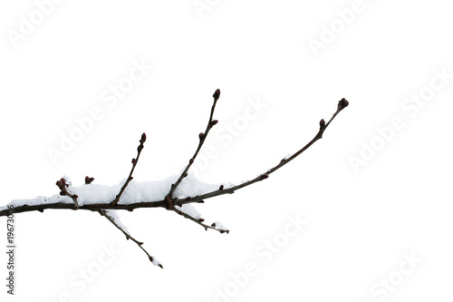 Ast mit Schnee