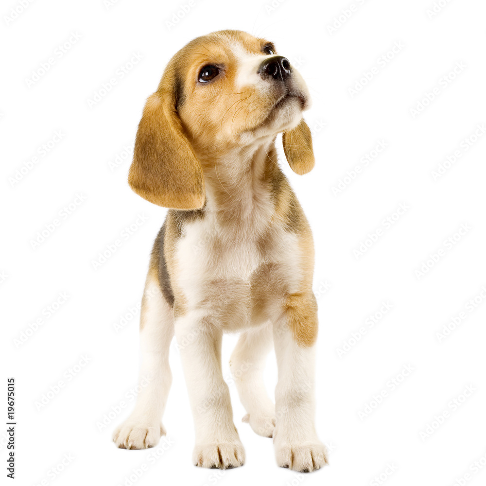 Fotografia curious beagle puppy - Kup na Posters.pl