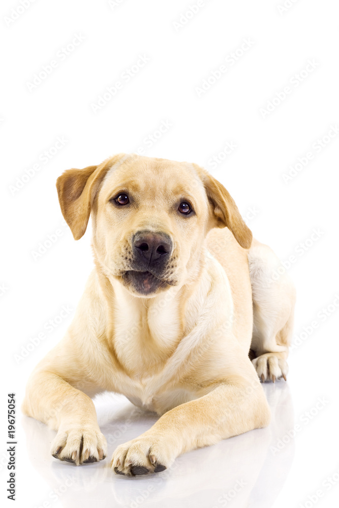 labrador retriever looking like an old teethless man labrador retriever looking like an old teethless man