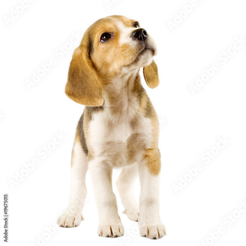 Photo curious beagle puppy
