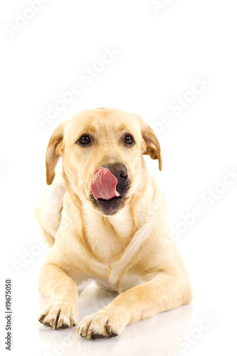 labrador retriever puppy licking his mouth