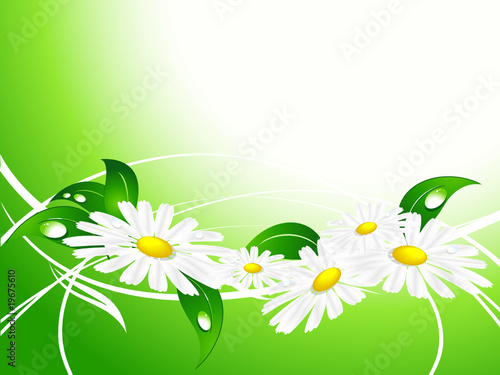 summer background with  chamomiles and copy space