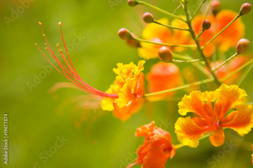 Wallpaper Mural flower Torontodigital.ca