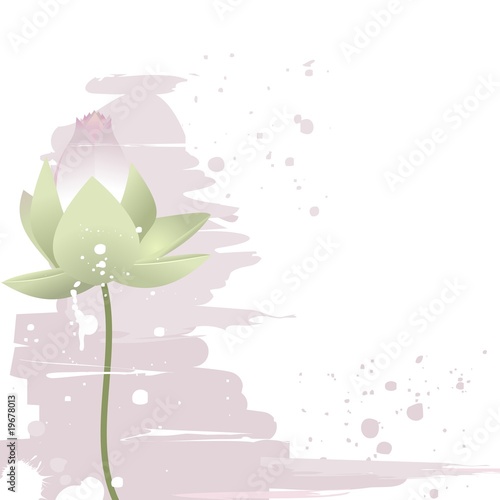 Delicate lotus flower