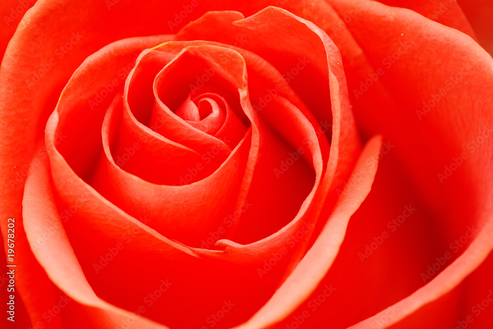 rose rose
