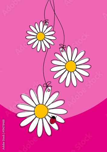 3 Gänseblümchen pink