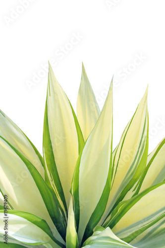 Obraz na płótnie Fresh leaf - Agave w salonie