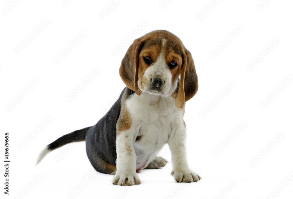 jeune beagle assis et se posant des questions