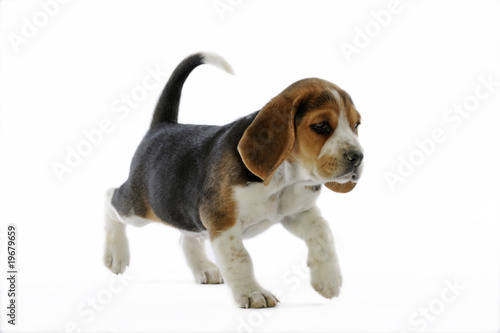 chiot beagle marchant d'une allure déterminée