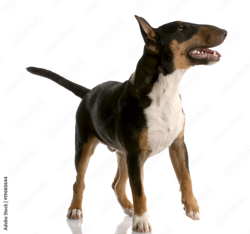 bull terrier - tri color nine month old puppy on white