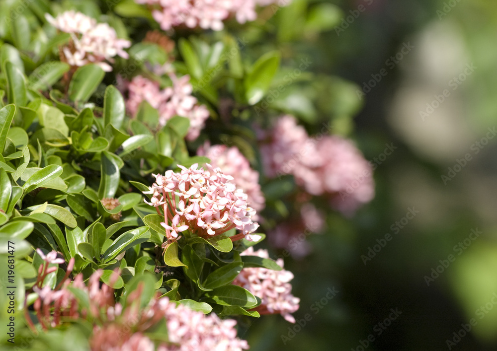 Garden bush with pink flowers Garden bush with pink flowers