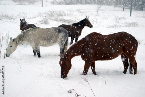 Horses in the snow © Dmytro Surkov