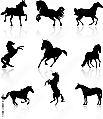 Horses