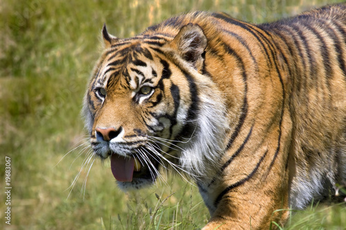 Hunting Tiger © Darrenp